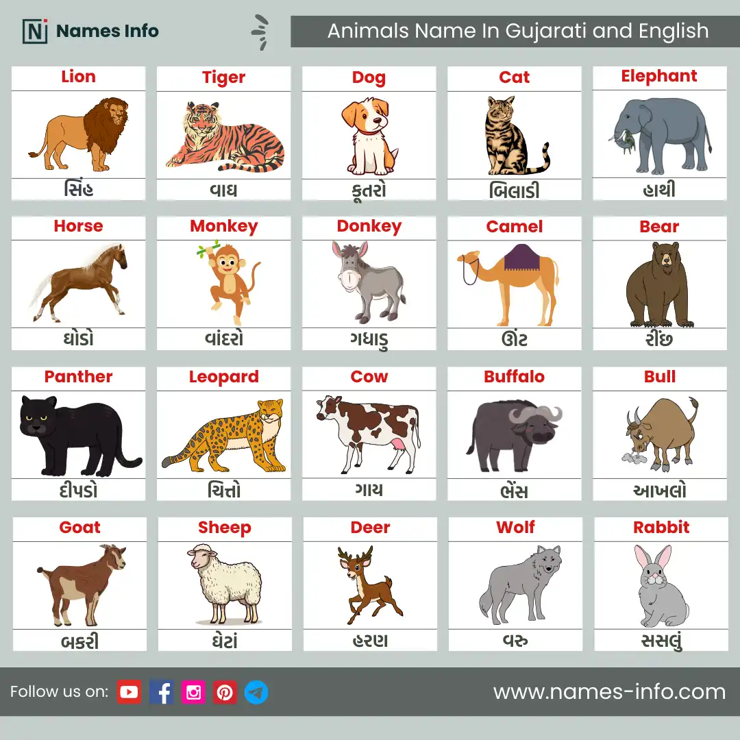 animals name in gujarati and english with pictures