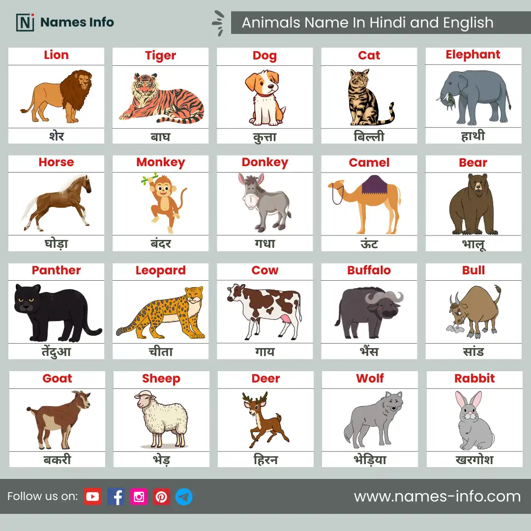 animals name in hindi and english with pictures