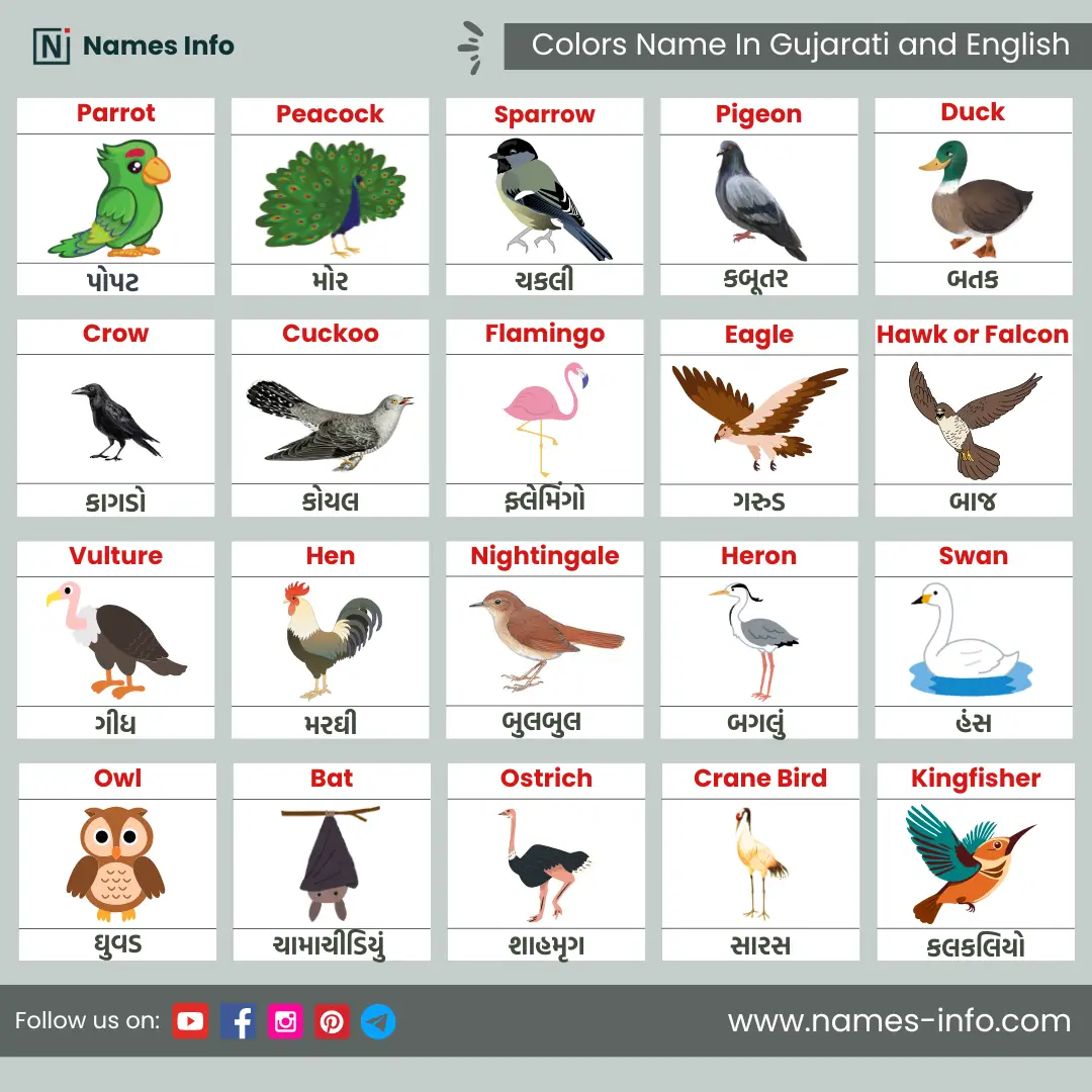 birds name in gujarati and english with pictures