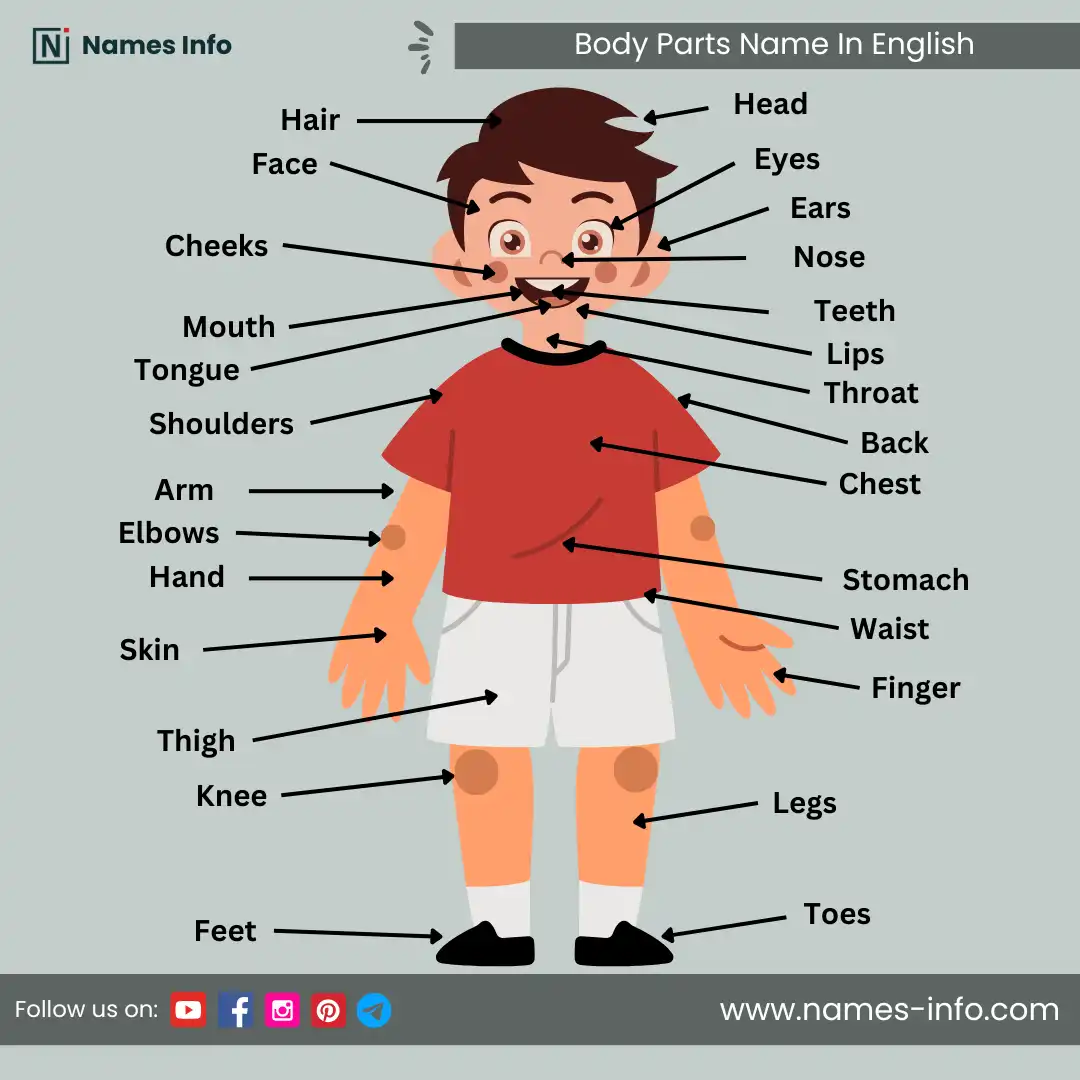 body parts name in english with pictures