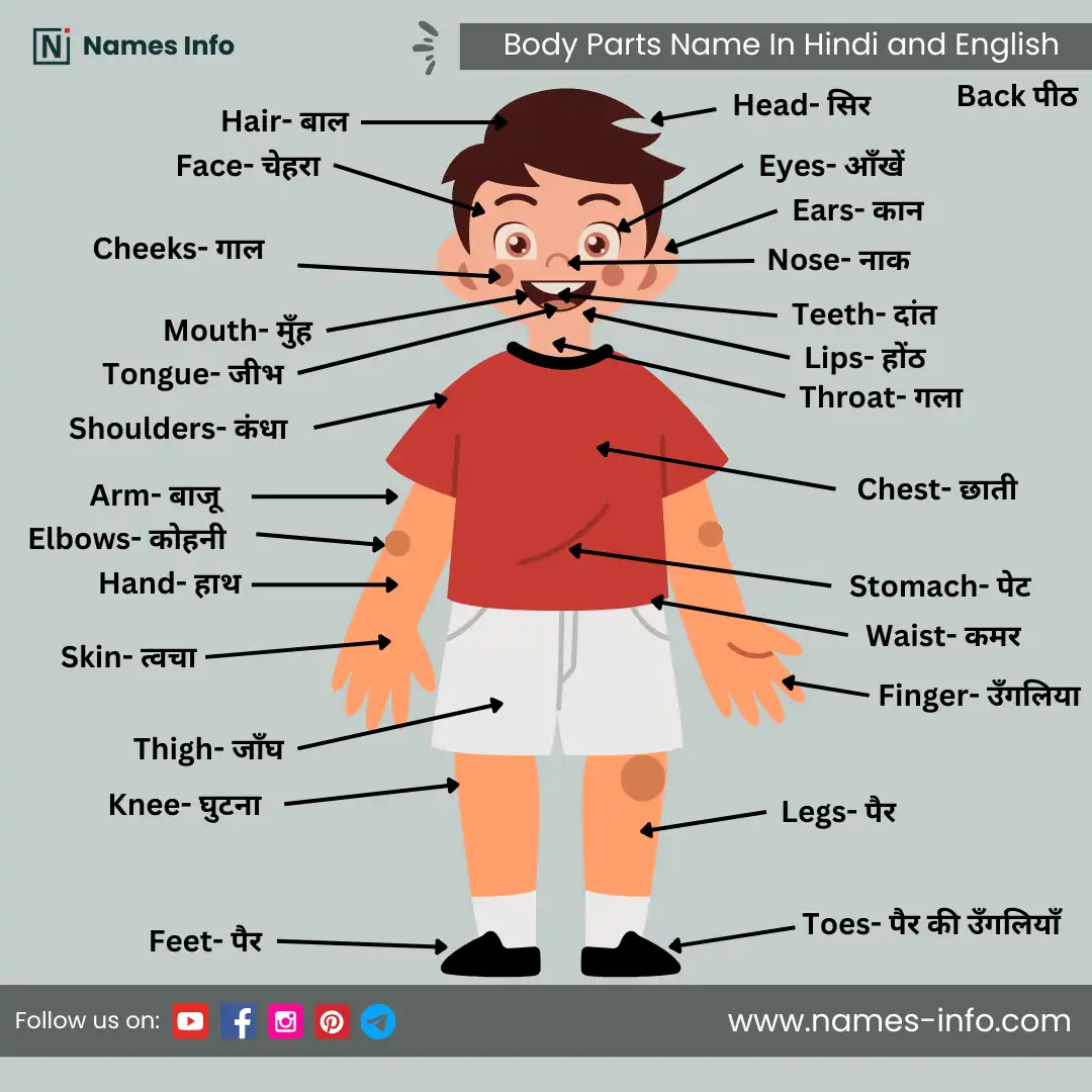 body parts name in hindi and english with pictures