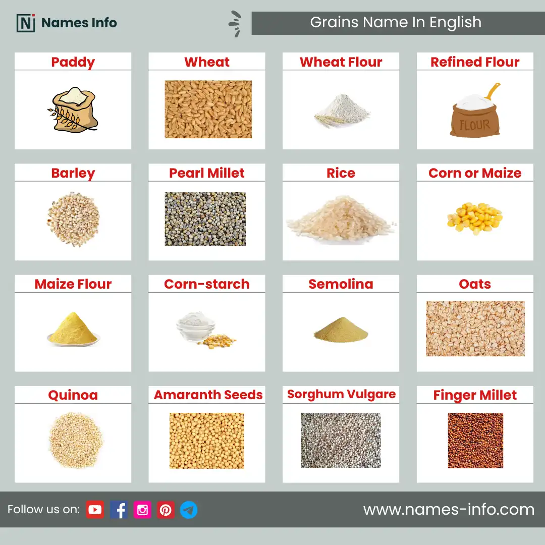 cereals and grains name in english with pictures