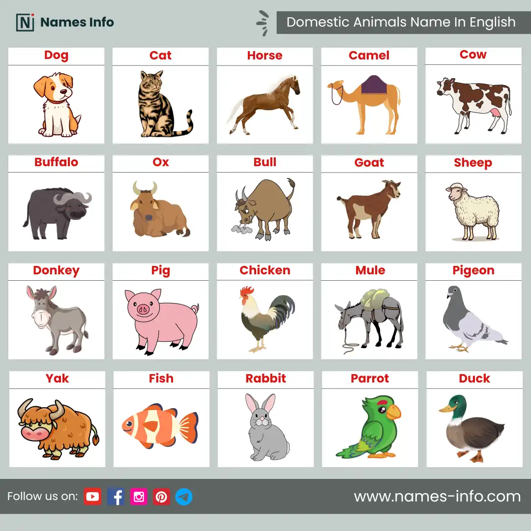 domestic animals name in english with pictures