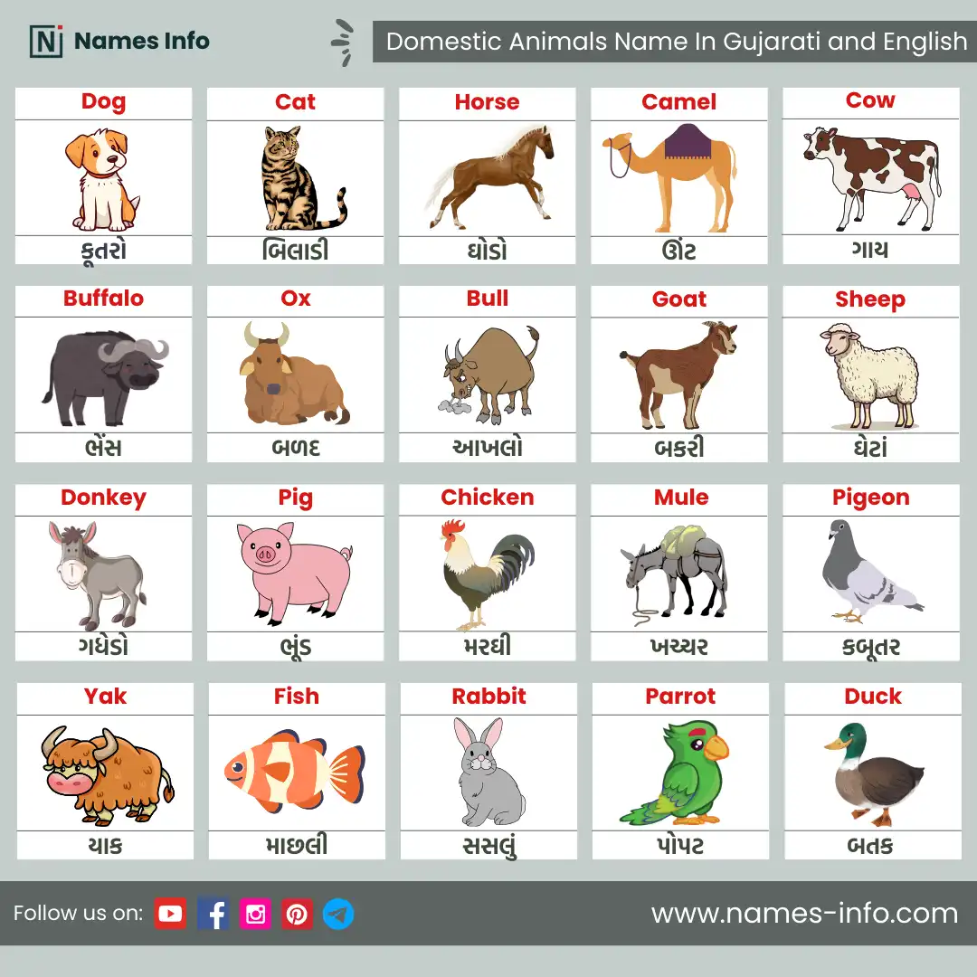 domestic animals name in gujarati and english with pictures