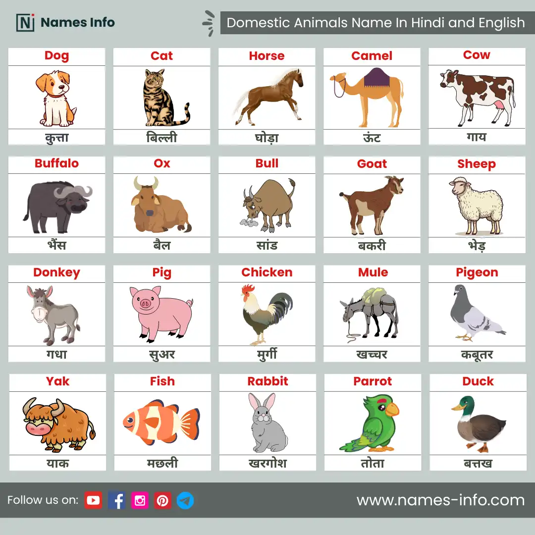 domestic animal name in hindi and english with pictures