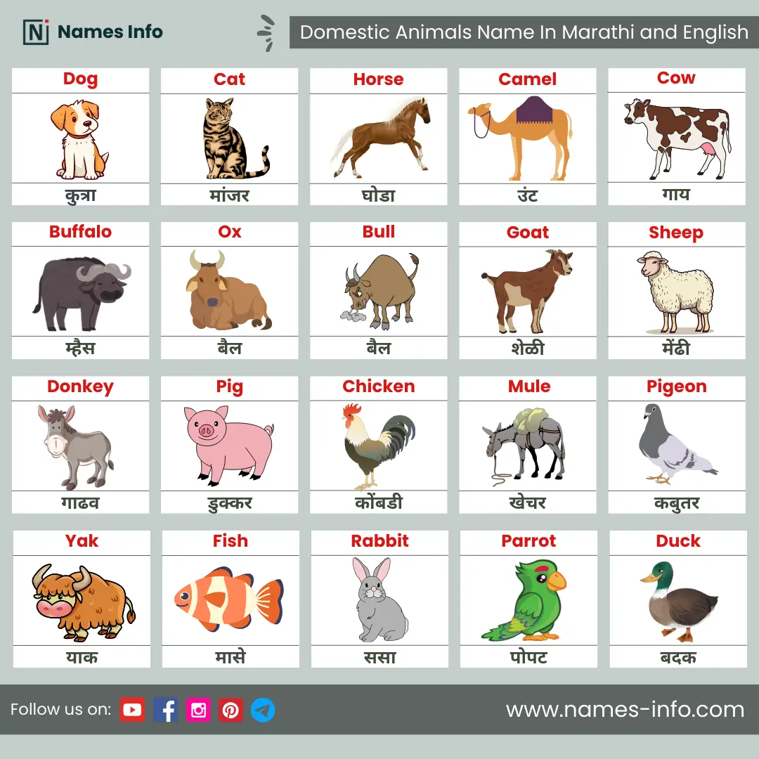 domestic animal name in marathi and english with pictures