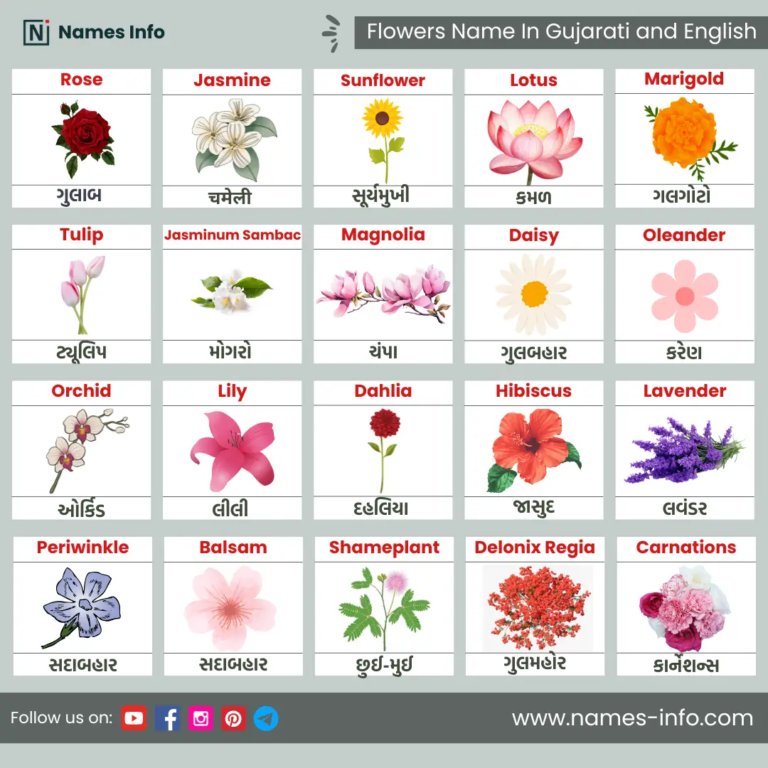 flowers name in gujarati and english with pictures