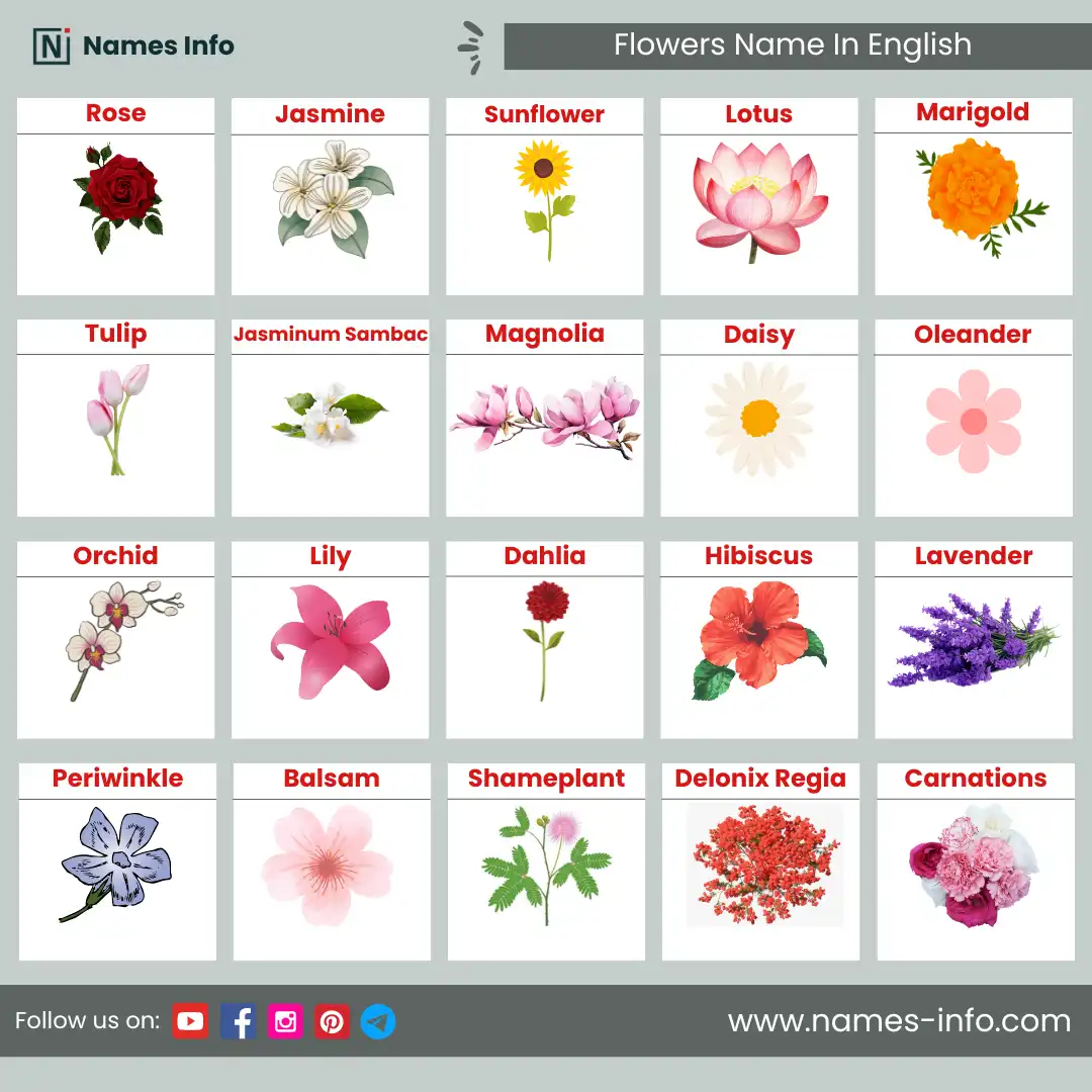 flowers name in hindi and english with pictures