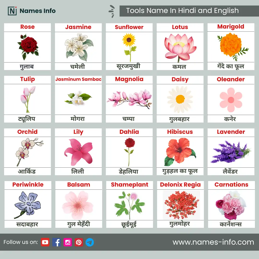 flowers name in hindi and english with pictures