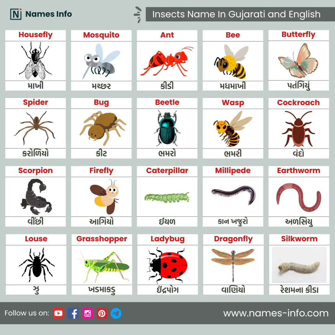 insects name in gujarati and english with pictures