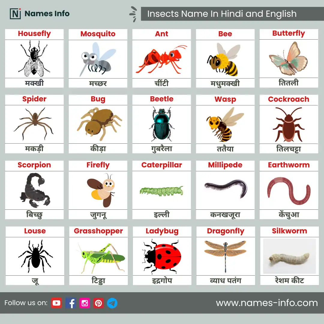 insects name in hindi and english with pictures