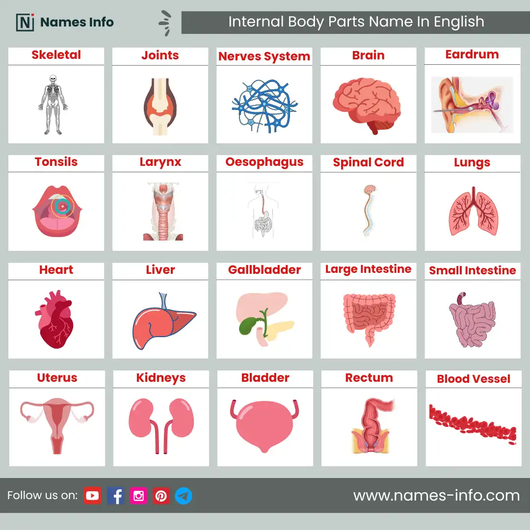 internal body parts name in english with pictures