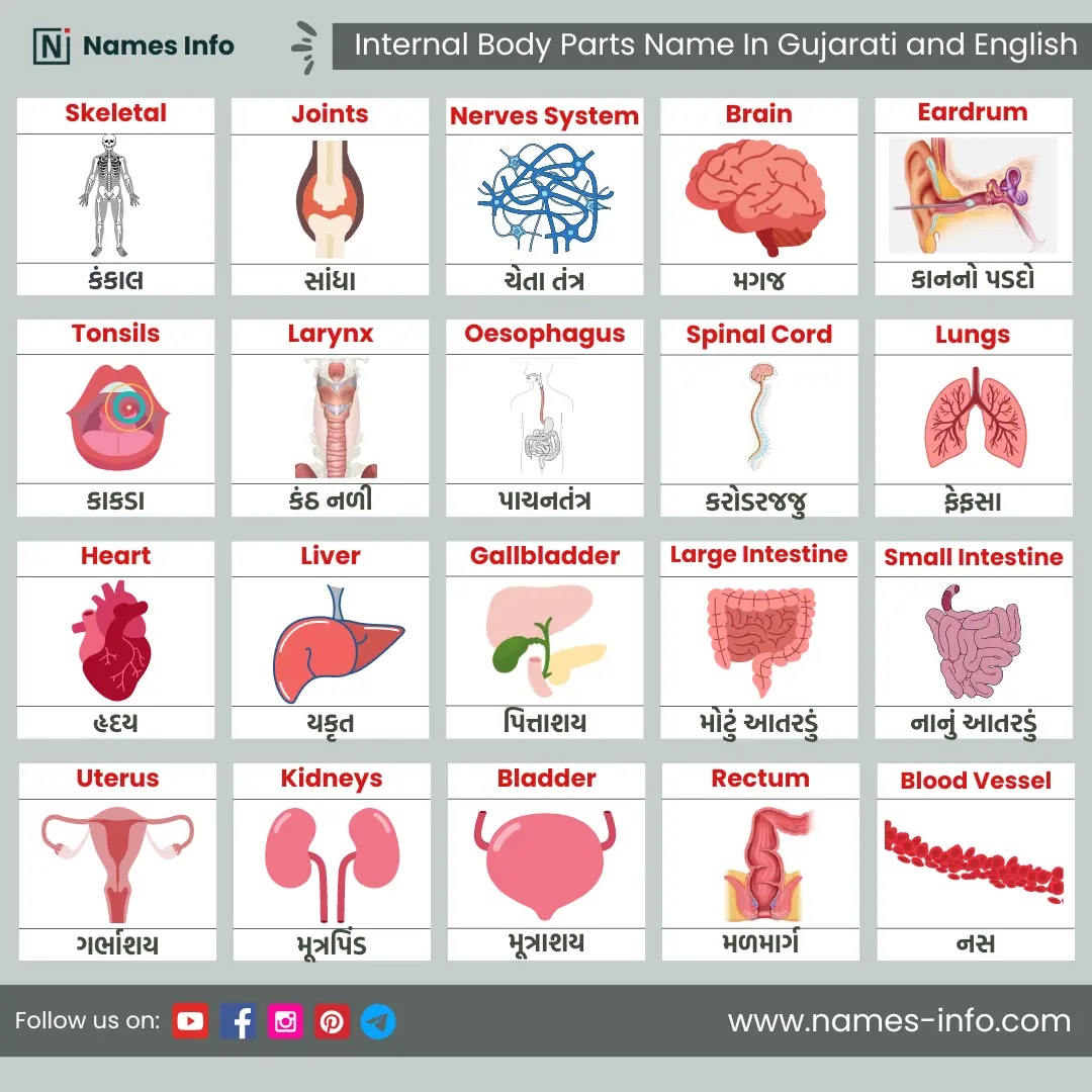 internal body parts name in gujarati and english with pictures