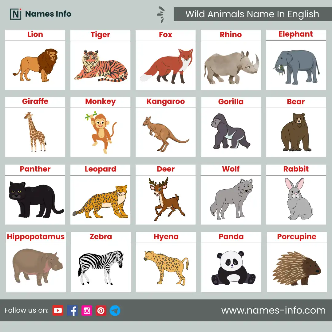 wild animals name in english with pictures