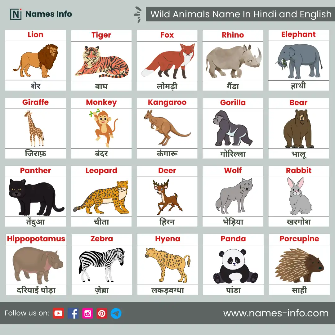 wild animals name in hindi and english with pictures